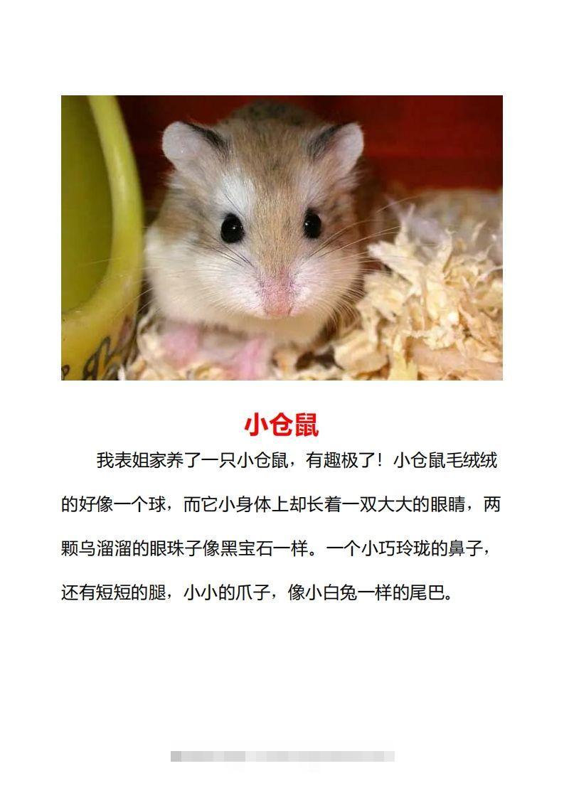 图片[2]-二年级上册语文口语交际一“有趣的动物”指导及范文-资源V站